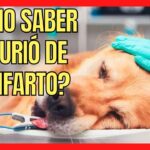 Síntomas del infarto en perros Cómo saber si tu perro ha sufrido uno