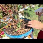 Solución para la pérdida de hojas en plantas fucsias