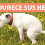 Solucionando el problema heces duras y blandas en perros
