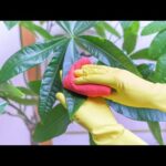 Spray para dar brillo a plantas ¿Cuál es el más efectivo?