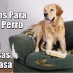 Sprays efectivos para evitar mordidas de perros en casa