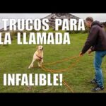 Técnicas efectivas para enseñar a tu cachorro a venir a ti
