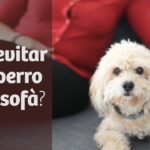 Técnicas efectivas para entrenar a tu perro y evitar que suba al sofá