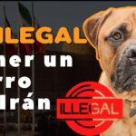 Temor musulmán hacia perros ¿Por qué sucede y cómo superarlo?