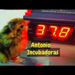 Temperatura óptima para incubadora de pollos Guía práctica y consejos