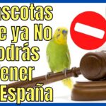 Tener un caballo en casa ¿Legal y seguro?