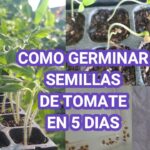 Tiempo de germinación de semillas de tomate todo lo que necesitas saber