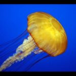 Título corto, atractivo y SEO optimizado El animal que muere entre aplausos