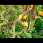 Top 5 variedades de tomates resistentes a hongosGuía completa