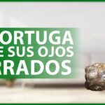 ¿Tortuga inmóvil y con ojos cerrados? Descubre cómo ayudarla ahora mismo