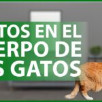 Tratamiento del bulto en el costado de tu gato guía completa