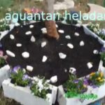 Trucos para embellecer el pie de un olivo en tu jardín
