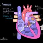 ¿Venas marcadas? Descubre qué revelan sobre tu salud ahora