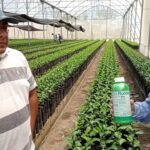 Viveros en Ávila Capital: La mejor opción para cultivar tus plantas